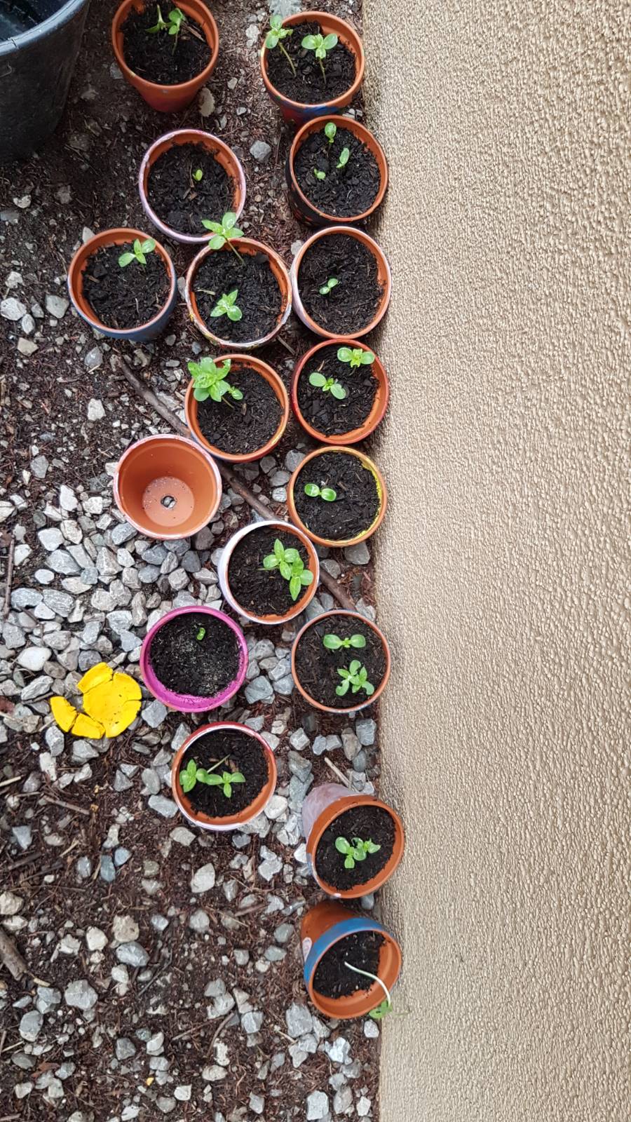 Gemeinsam wachsen. Lernnachmittag und Sommerbetreuung für sozial benachteiligte Kinder